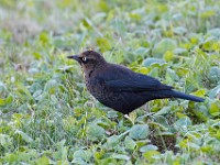Q0I7468c  Rusty Blackbird (Euphagus carolinus) - fall/winter male